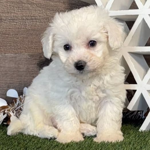 Blake - Bichon Frise Male