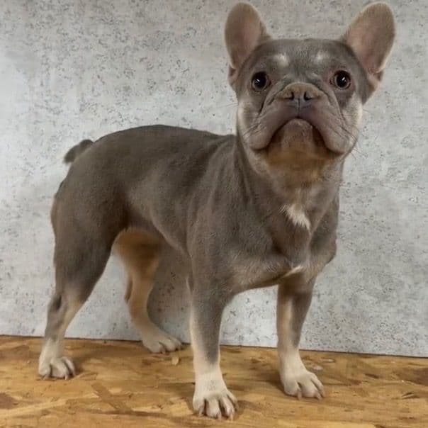 Sierra  - French Bulldog Female