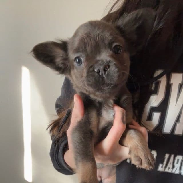 Joyce - French Bulldog Female