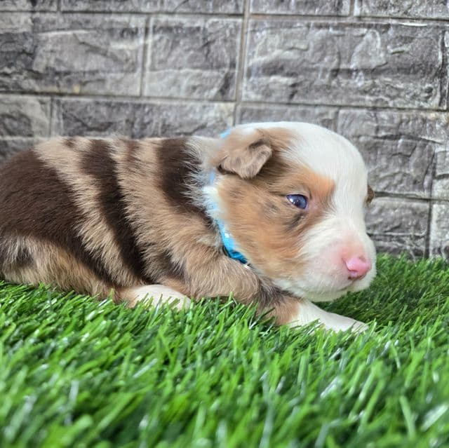 Cheif - Australian Shepherd Male