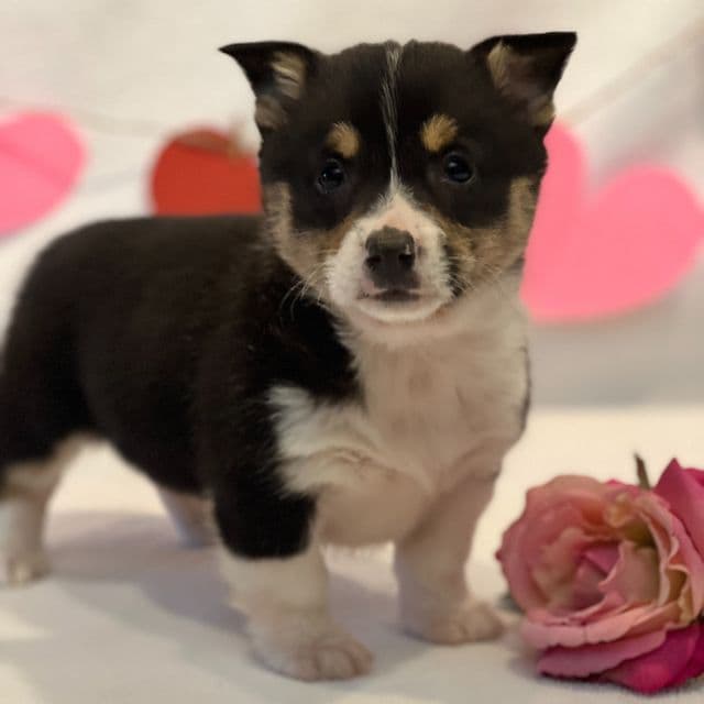 Felicity - Pembroke Welsh Corgi Female