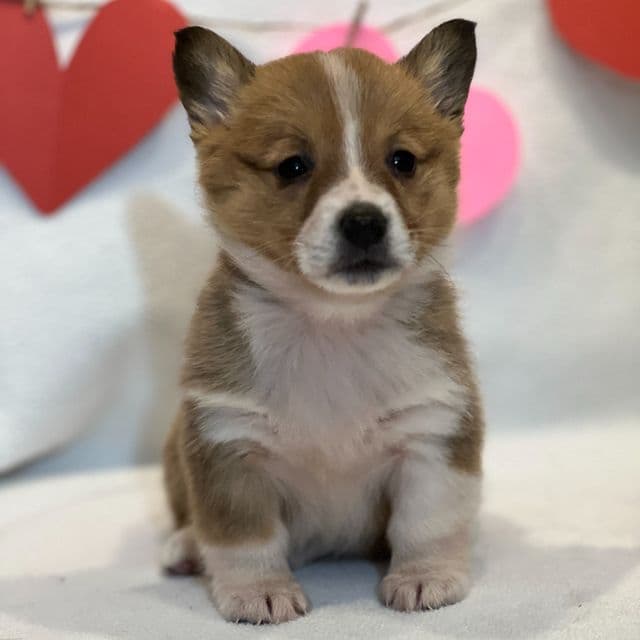 Fatima - Pembroke Welsh Corgi Female