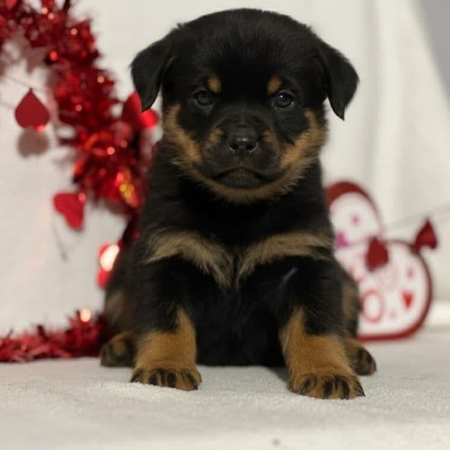 Jasmine - Rottweiler Female