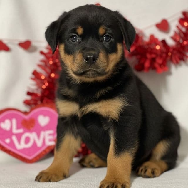 Jia - Rottweiler Female
