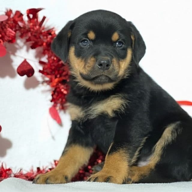 James - Rottweiler Male