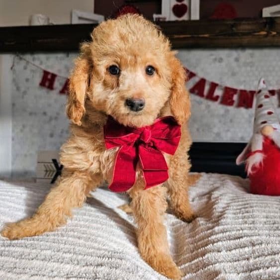Honey - Goldendoodle Female