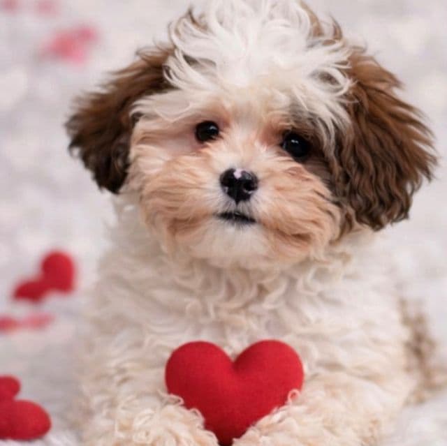 Amore - Shih-Poo Female