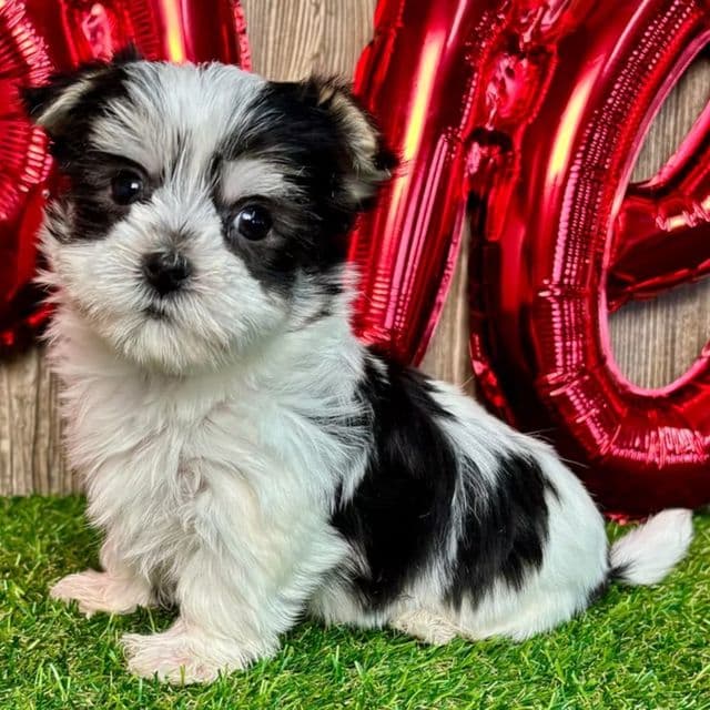 Walker - Morkie Male