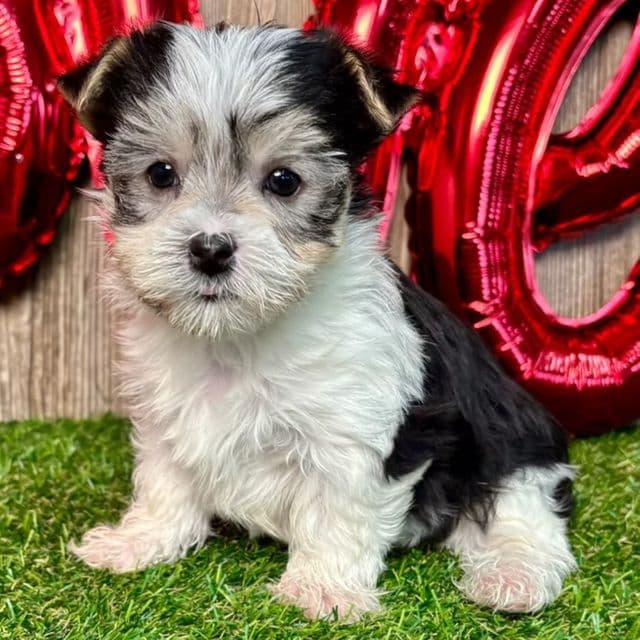 Wren - Morkie Female