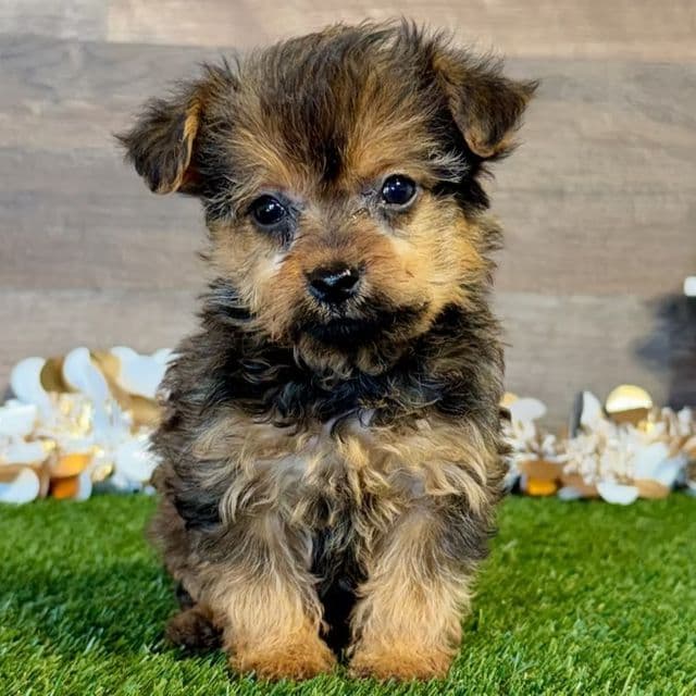 Poppy - Yorkipoo Female