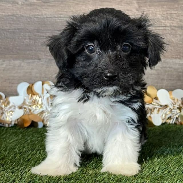 Pike - Yorkipoo Male