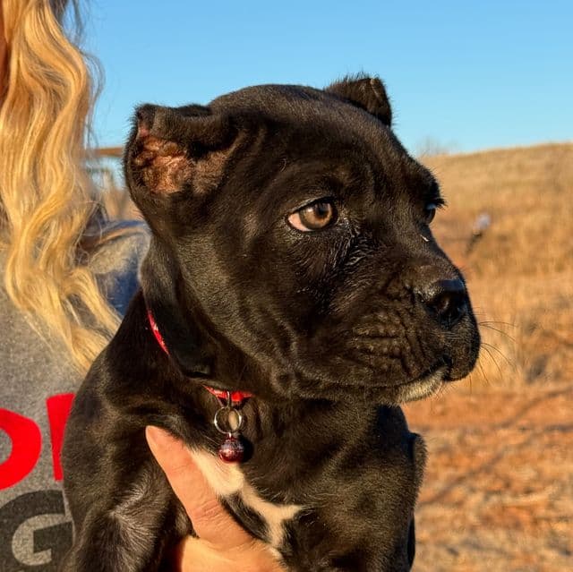 Pinkie - Cane Corso Female