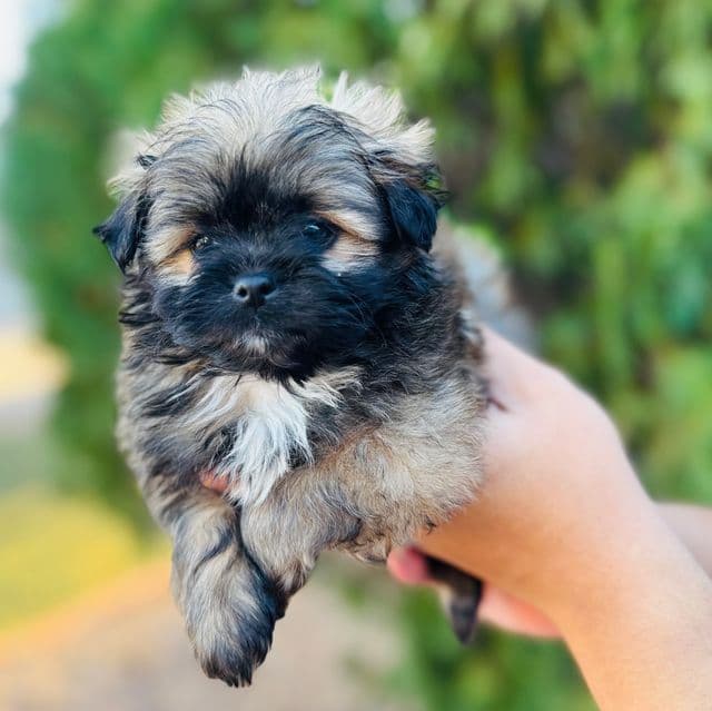 Toby - Shiranian Male