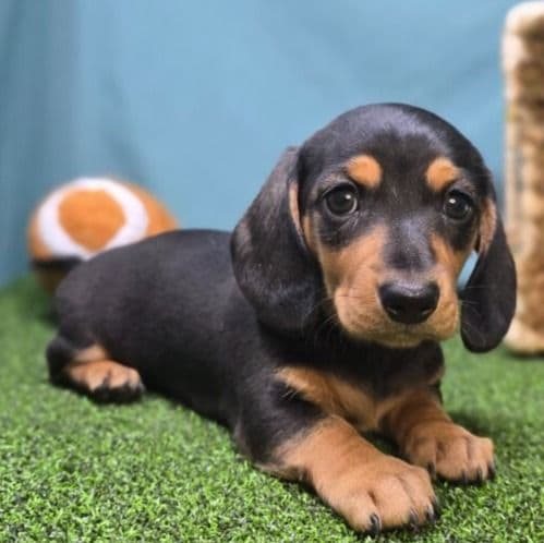 Emmy - Dachshund Female