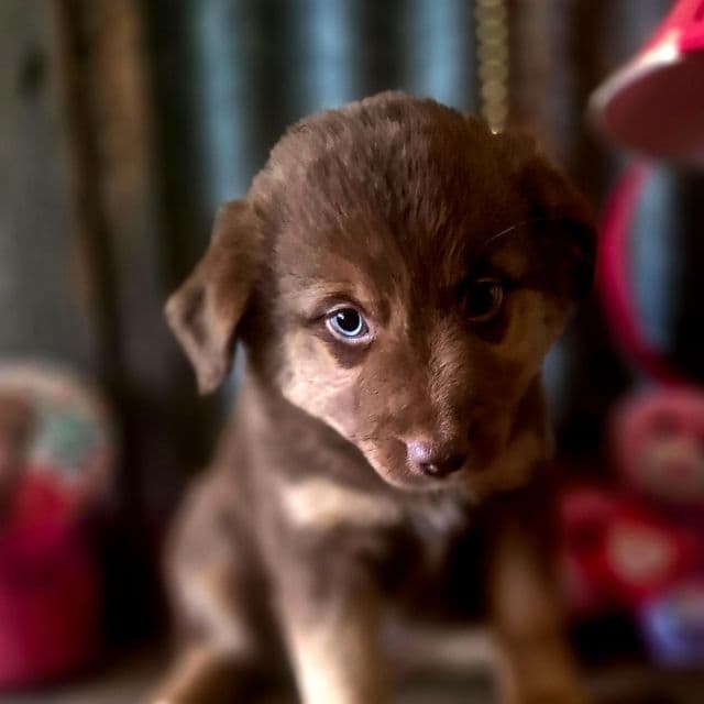 Utah  - Australian Shepherd Female