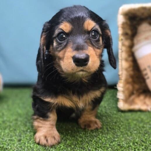 Anna - Dachshund Male