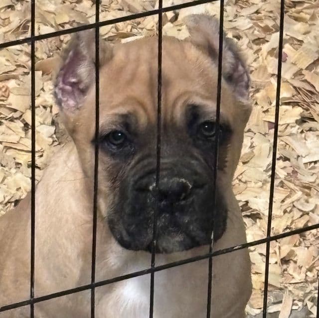 Scarlett - Cane Corso Female
