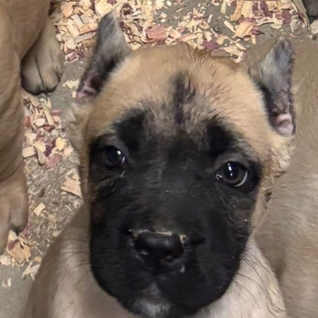 Bells - Cane Corso Female