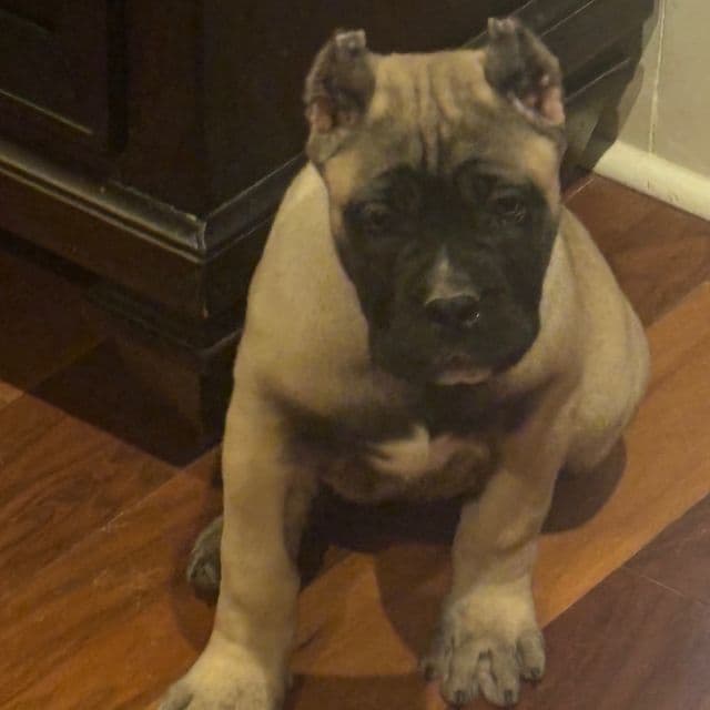Sasha - Cane Corso Female