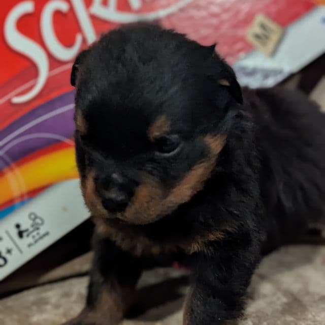 Layla - Rottweiler Female