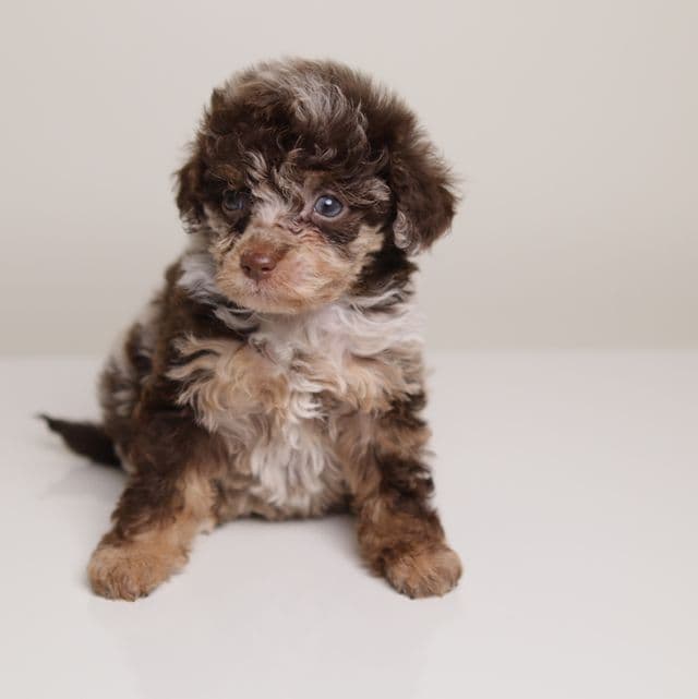 LINDSEY — DARK CHOCOLATE MERLE FEMALE WITH BLUE EYES - Toy Poodle Female