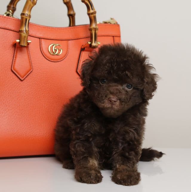 LUCAS — CHOCOLATE PHANTOM MALE WITH BLUE EYES - Toy Poodle Male