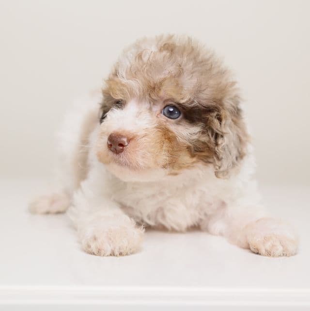 LOKI — WHITE TRICOLOR MERLE MALE CHOCOLATE CARRIER - Toy Poodle Male