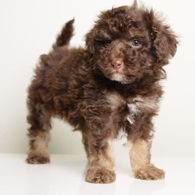LUCIAN — CHOCOLATE PHANTOM MALE WITH WHITE POINTS - Toy Poodle Male