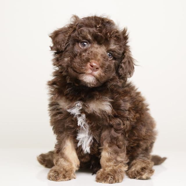 LUCIAN — CHOCOLATE PHANTOM MALE WITH WHITE POINTS - Toy Poodle Male
