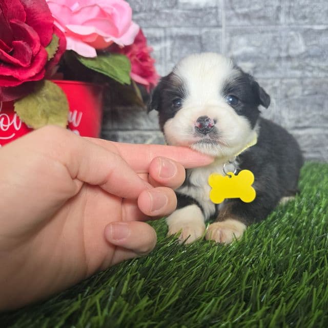 Casey  - Australian Shepherd Female