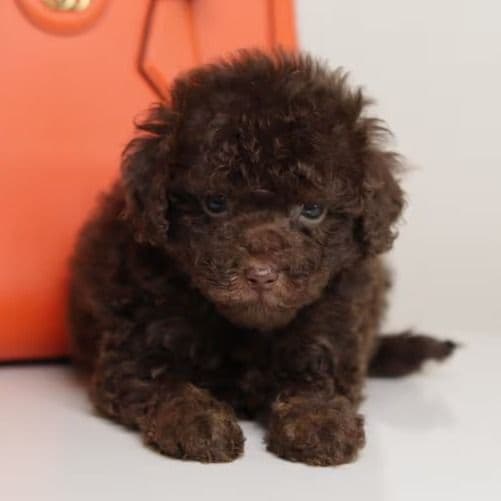 LUCAS — CHOCOLATE PHANTOM MALE WITH BLUE EYES - Toy Poodle Male