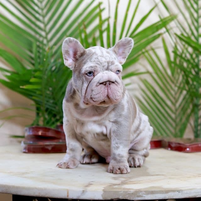 Martin - French Bulldog Male