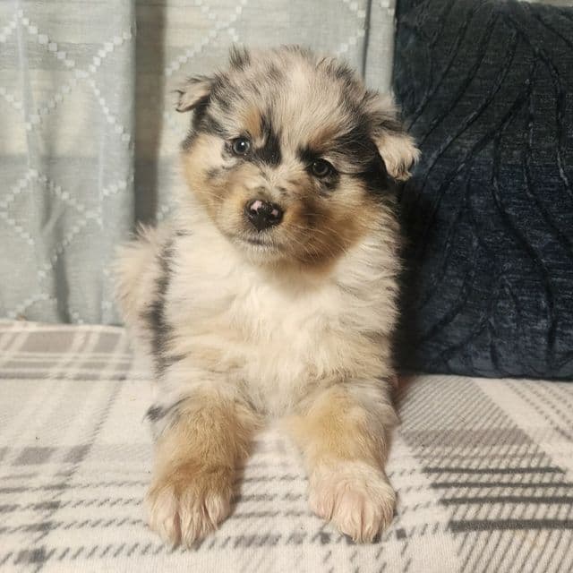 Female 1  - Australian Shepherd Female