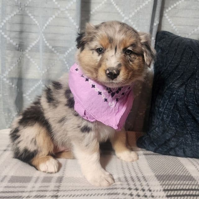 Female 2 - Australian Shepherd Female