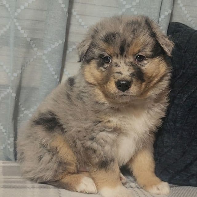 Male Blue Merle - Australian Shepherd Male