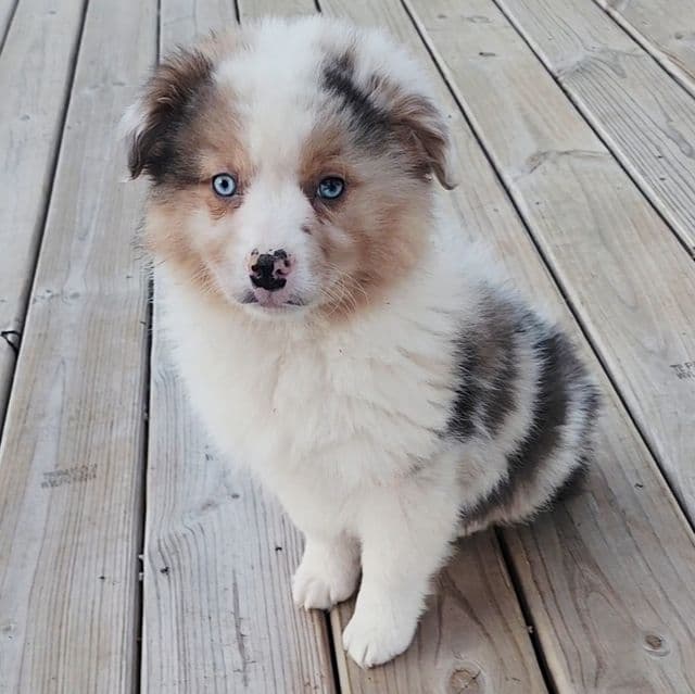 Merle Male  - Australian Shepherd Male