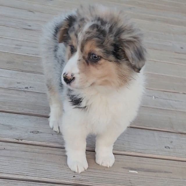 Merle Male 2 - Australian Shepherd Male