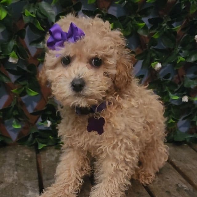 Purple Bow (Mini Poodle)  - Toy Poodle Female