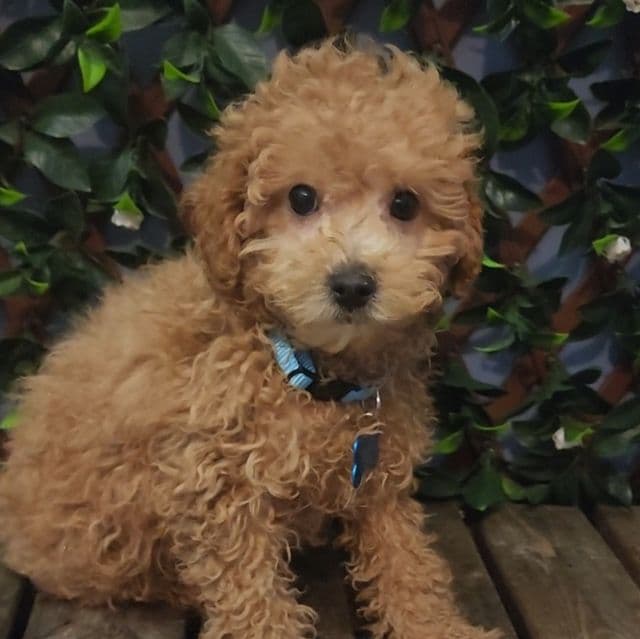 Blue Bow ( Mini Poodle ) - Toy Poodle Male