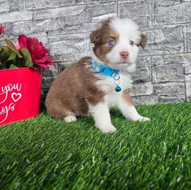 Jasper  - Australian Shepherd Male