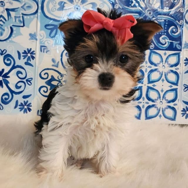 Pippy - Yorkshire Terrier Female