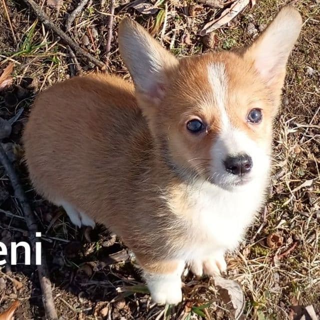 Eleni  - Pembroke Welsh Corgi Female