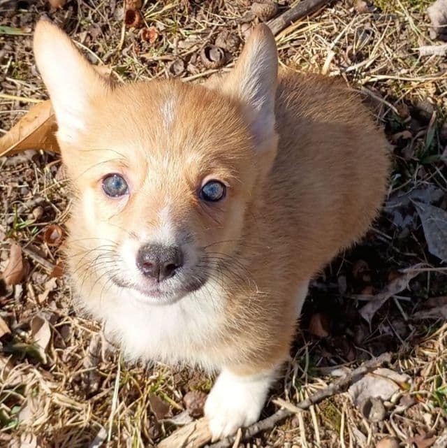 Alexander  - Pembroke Welsh Corgi Male