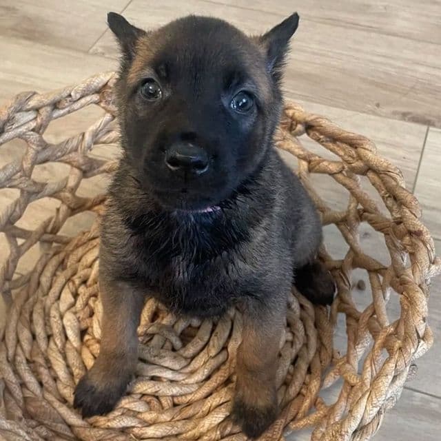 Chloe - Belgian Malinois Female