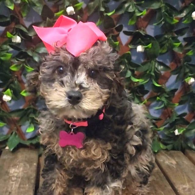 Pink Bow ( Mini Poodle ) - Toy Poodle Female