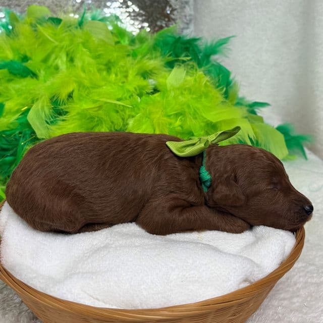Brinley Green Boy - Goldendoodle Male