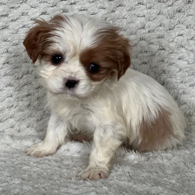 Dusty - Cavalier King Charles Spaniel Female