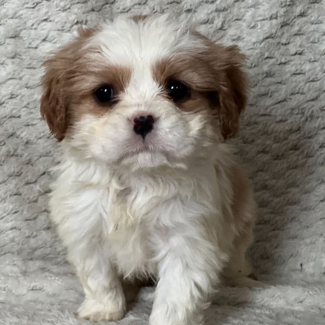 Daphne - Cavalier King Charles Spaniel Female