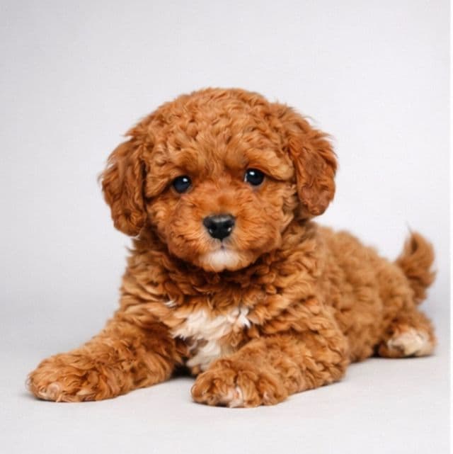 Seth - Toy Poodle Male