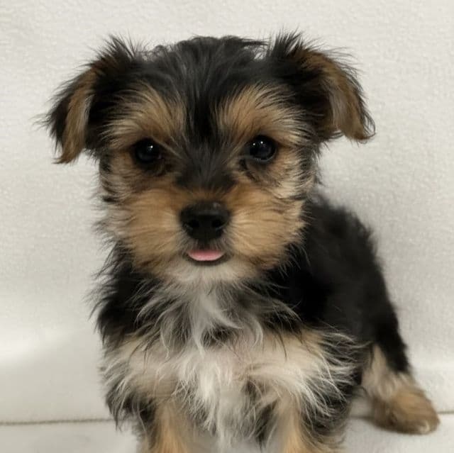 Brianna - Yorkshire Terrier Female